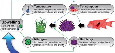 Top-Down and Bottom-Up Control in the Galápagos Upwelling System